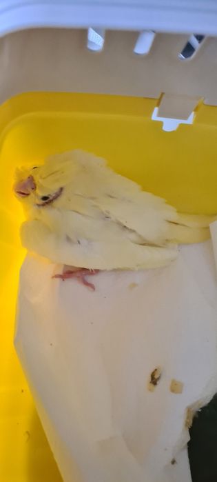 Papużki nimfy młode