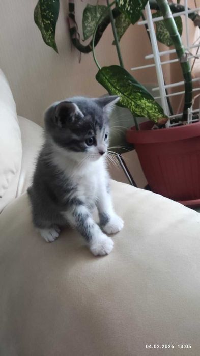 Продам добрим господарям ласкавого та доглянутого котика