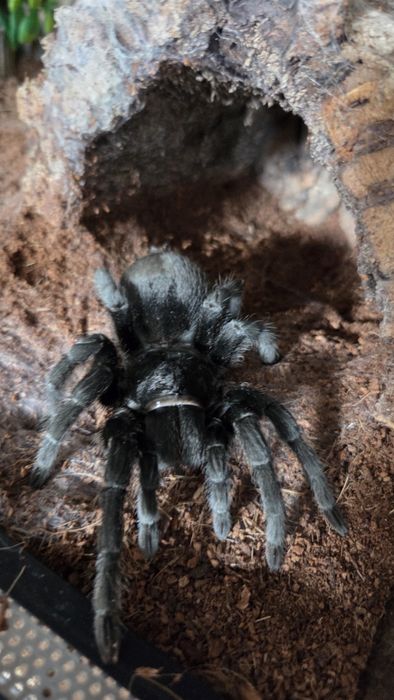 Gramostola Pulchra 8DC