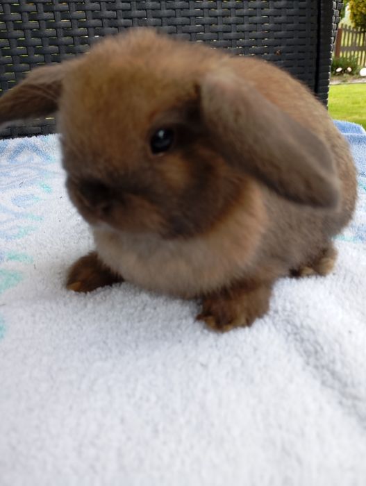Królik mini lop miniaturka