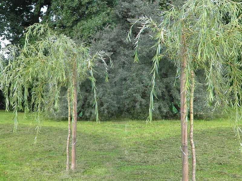 Wierzba płacząca- HIT!! wiele innych odmian