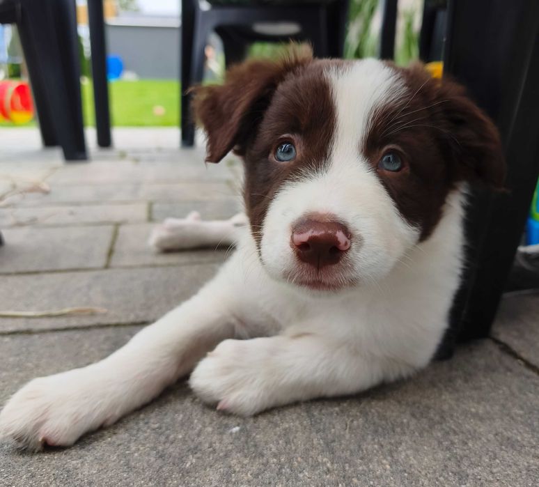 GOTOWA DO ODBIORU Border Collie suczka rodowód brązowa -biala