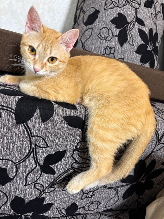 Отдам в добрые руки кошечку