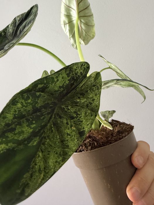 Alocasia Dragon Scale Mint