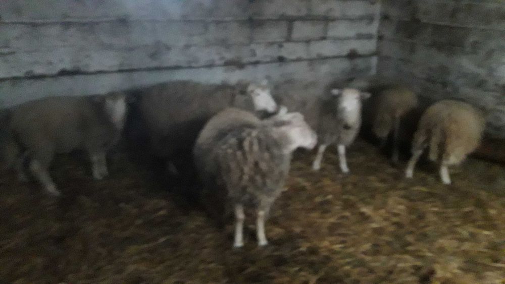 Owce mięsne sprzedam