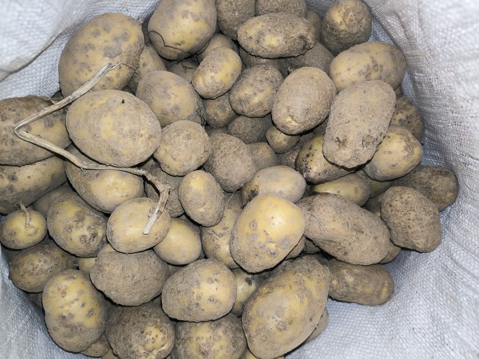 Ziemniaki odpadowe 30gr/kg