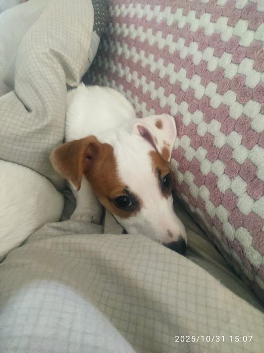 Цуценя Джек Рассел тер'єр з документами