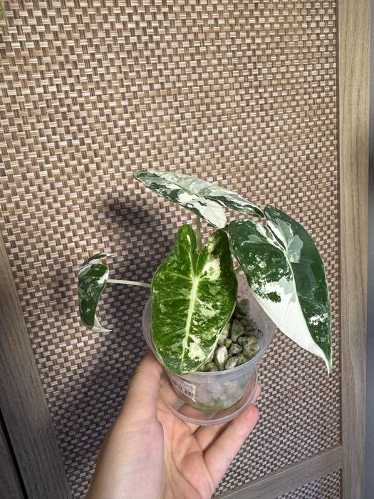 Alokazja frydek variegata