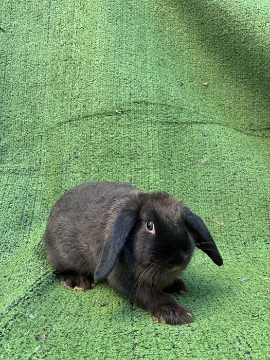 Vendo coelhos orelhudos Holland Lop muito dóceis e saudáveis