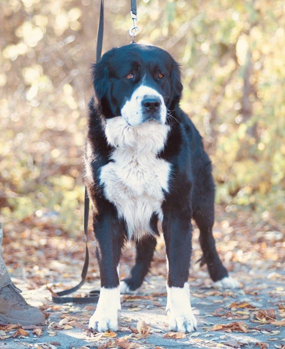 Кобель Среднеазиатская овчарка