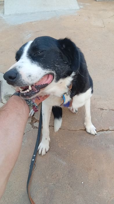 Treino educação canina