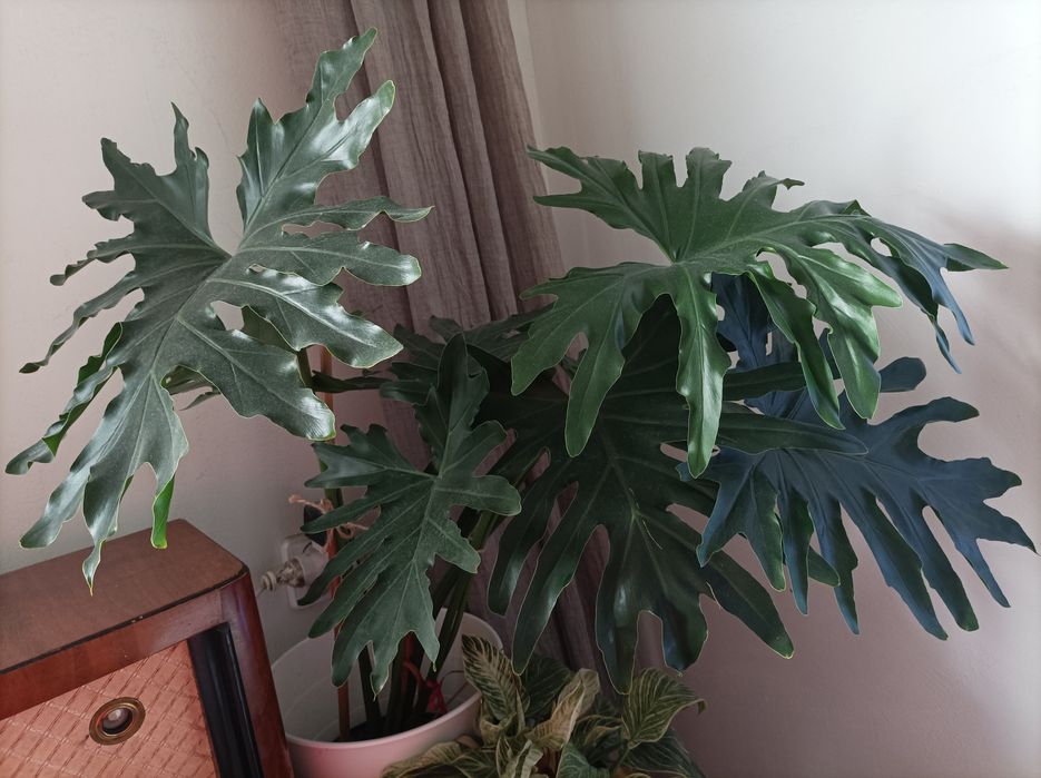 Philodendron Solleum 8 liści