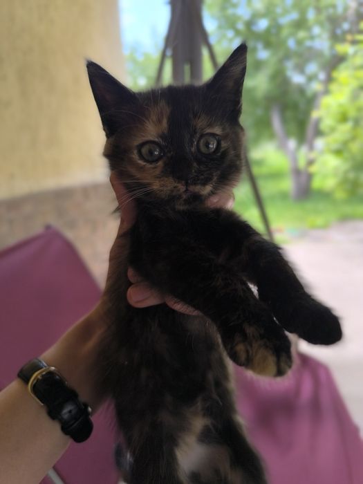 котики в добрі руки