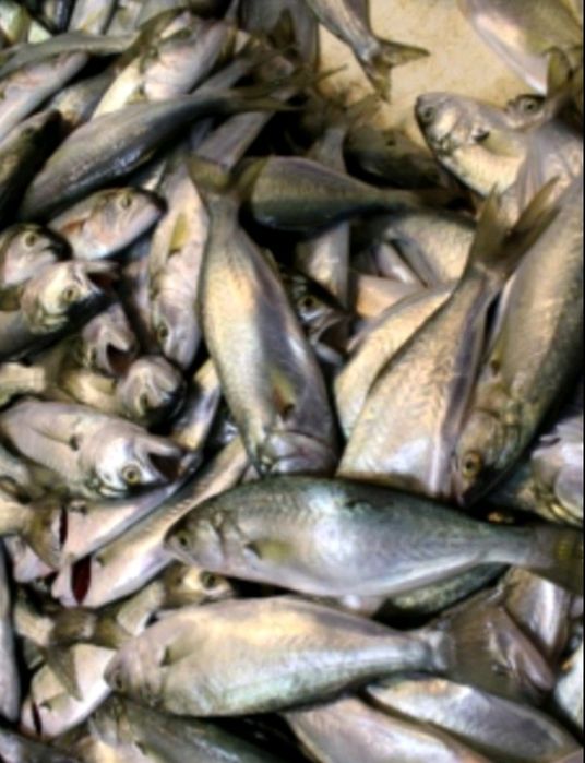 Черноморская креветка,