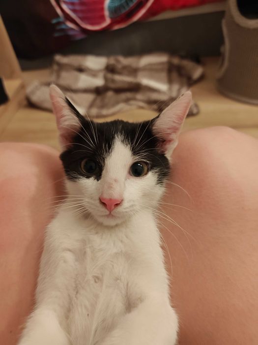 Pędzi na kolana i mruczy jak traktorek – adoptuj słodkiego Oreo!