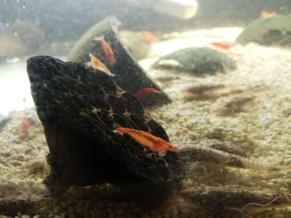 Aquário Camarões red cherry