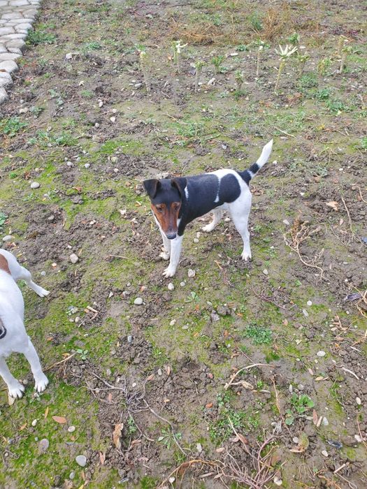 Продається    фокстерєр