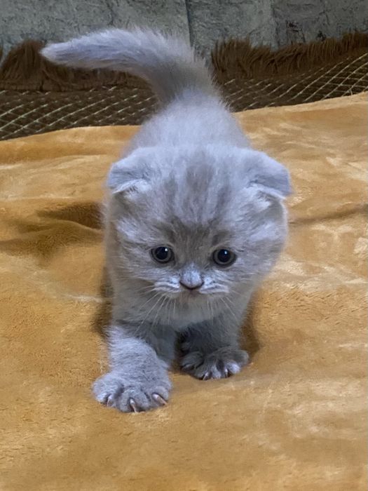 Хлопчик шотландської вісловухої