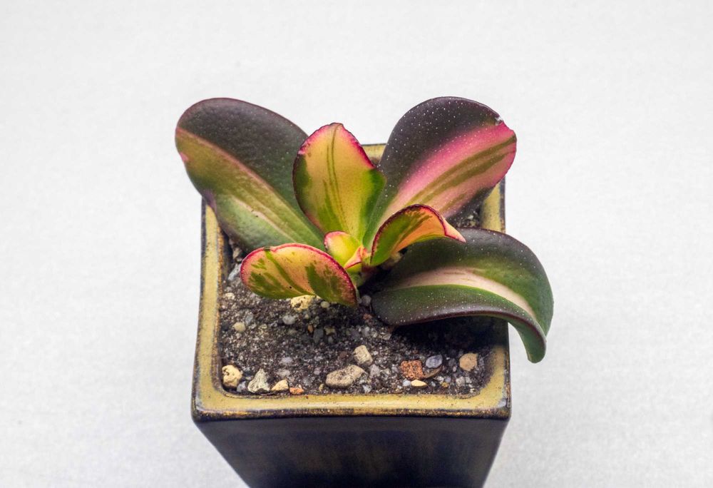 Крассула Кагетсу (Маруба) Нишики и Денежное дерево Возвращение красоты