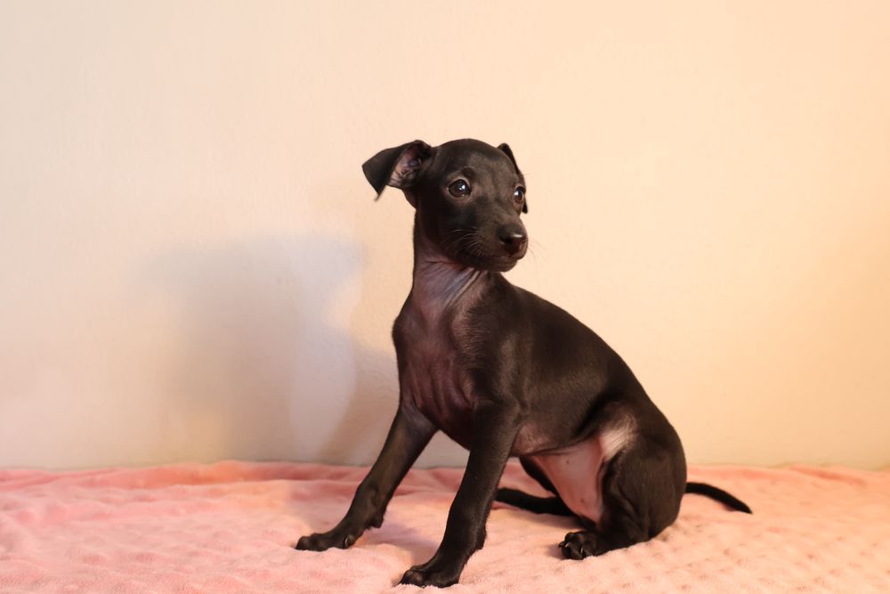 Suczka Cherry Charcik Włoski italian greyhound ZKwP (FCI)