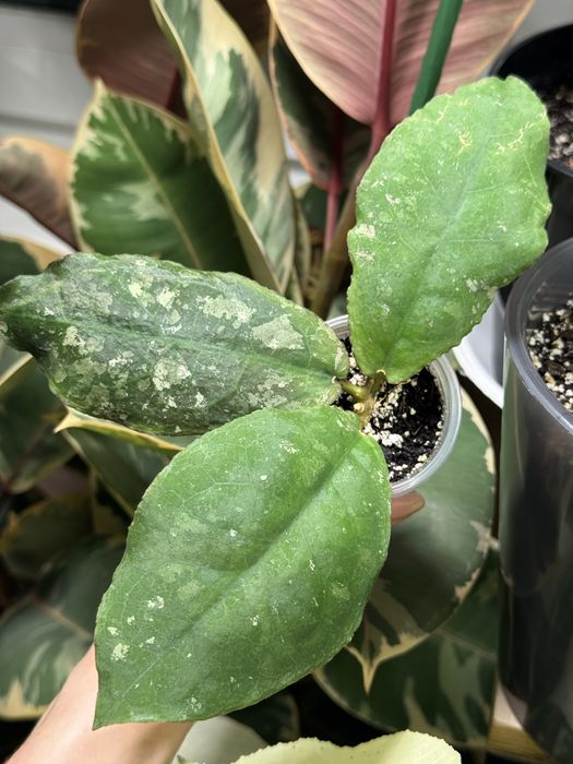 Хойя Hoya Undulata