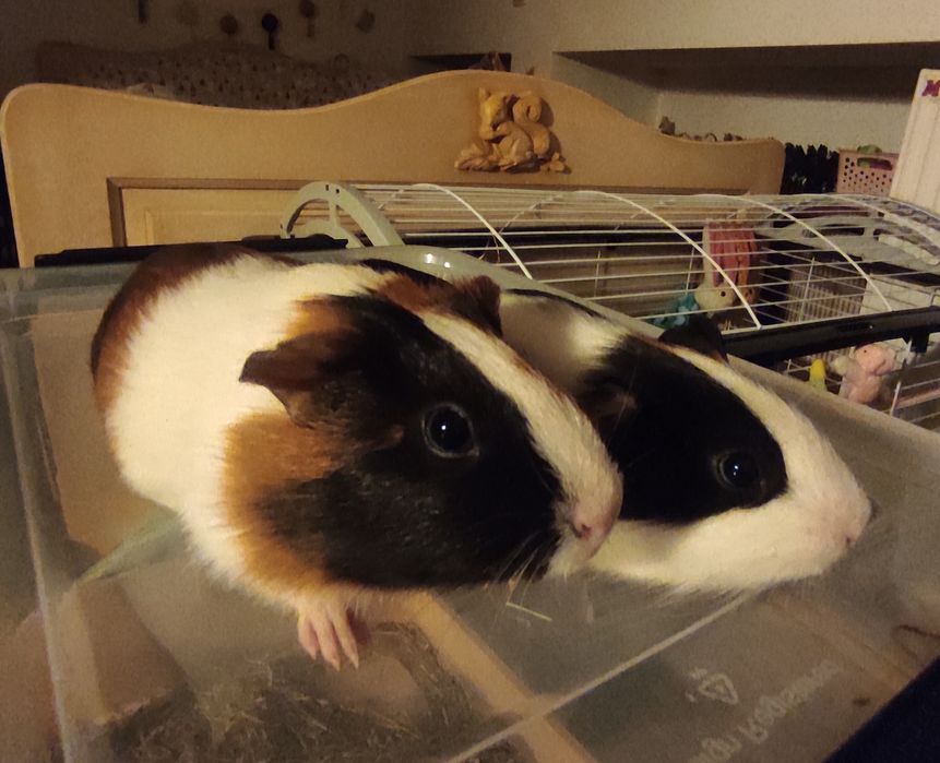 Świnki morskie kawia domowa