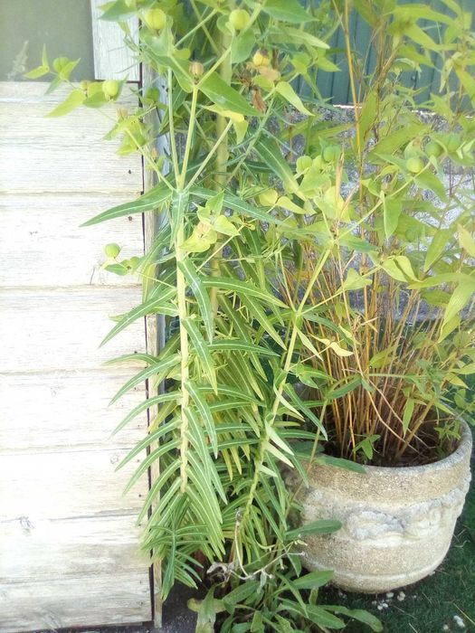 Planta que elimina as toupeiras