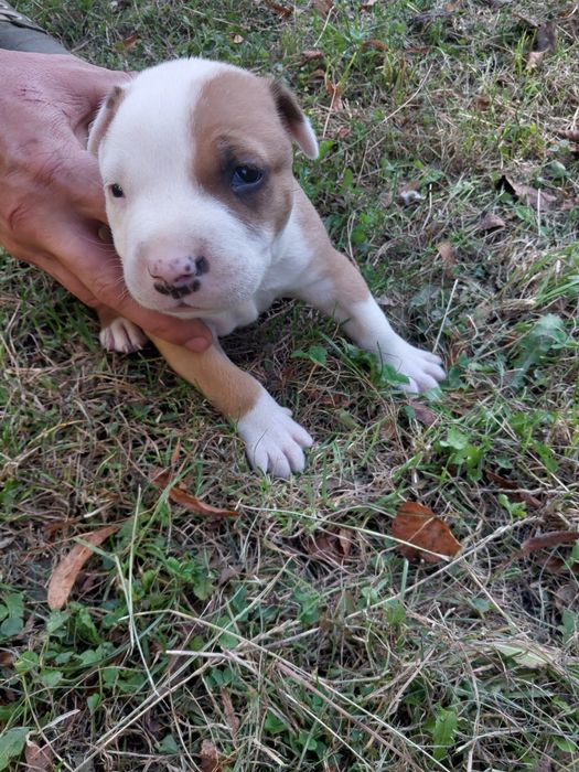 Американский стафф