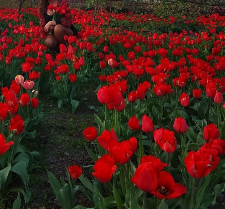 Красные ранние тюльпаны/ Червоні ранні тюльпани