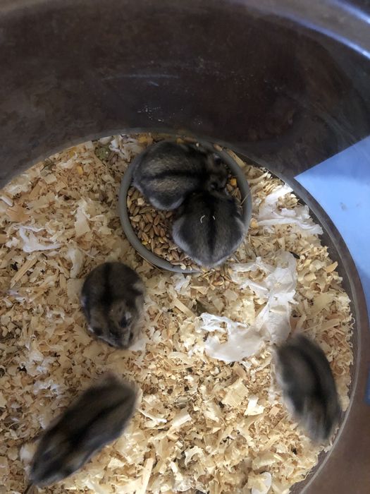 Отдаю  хомяков джунгарикы бесплатно