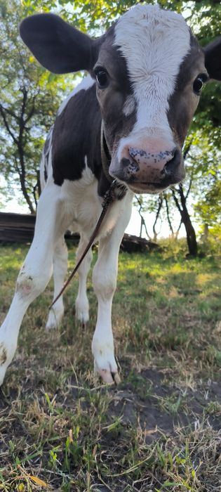 Продам теличку на тримання