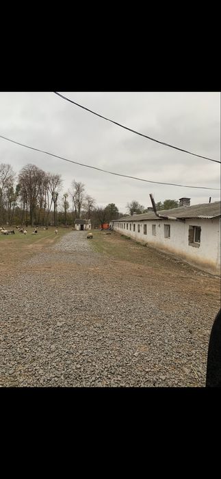 Ферма свиноферма вівчарня