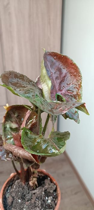 Syngonium strawberry ice