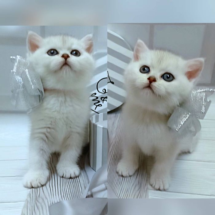 Пропонуєм чистокровних котиків породи Skottish fold і Scottish Stright