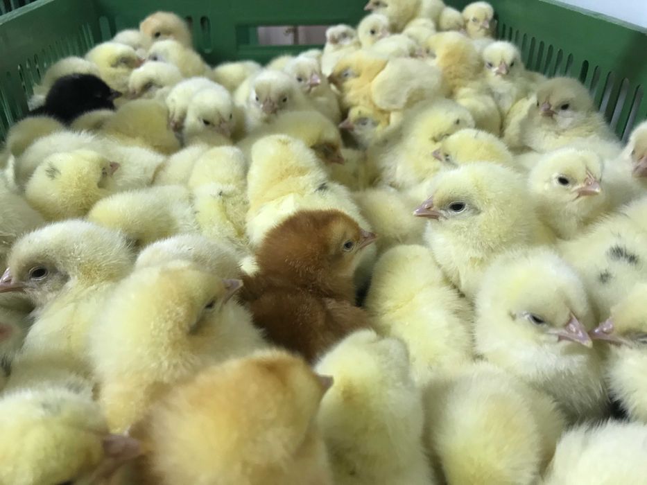 Kurczaki pisklęta nioski, mięsne, Blueshell, Greenshell, Sussex, Rosa,