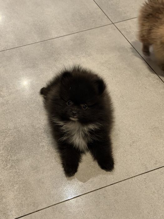 Pomeranian szpic miniaturowy piesek czarny puchaty