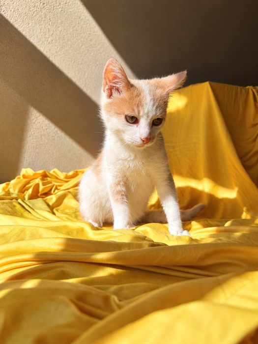 Котик шукає родину
