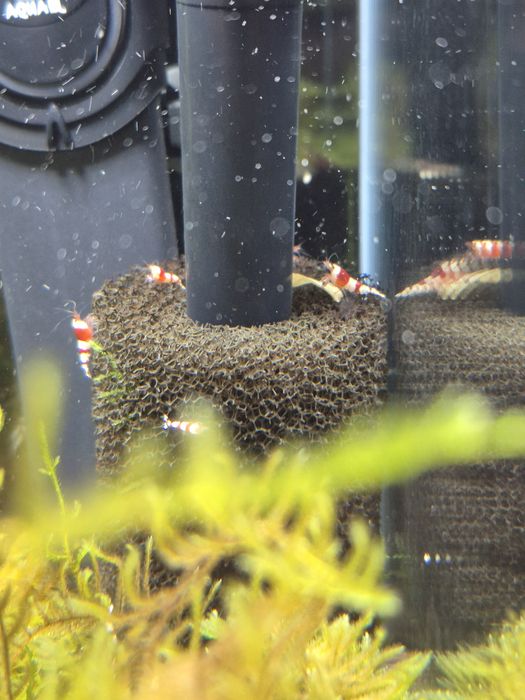 Krewetki Caridina PRL