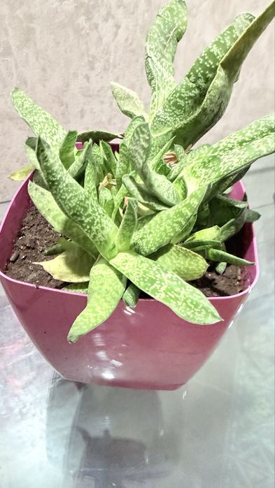 Вазон кімнатна рослина сукуленти  гастерія little warty