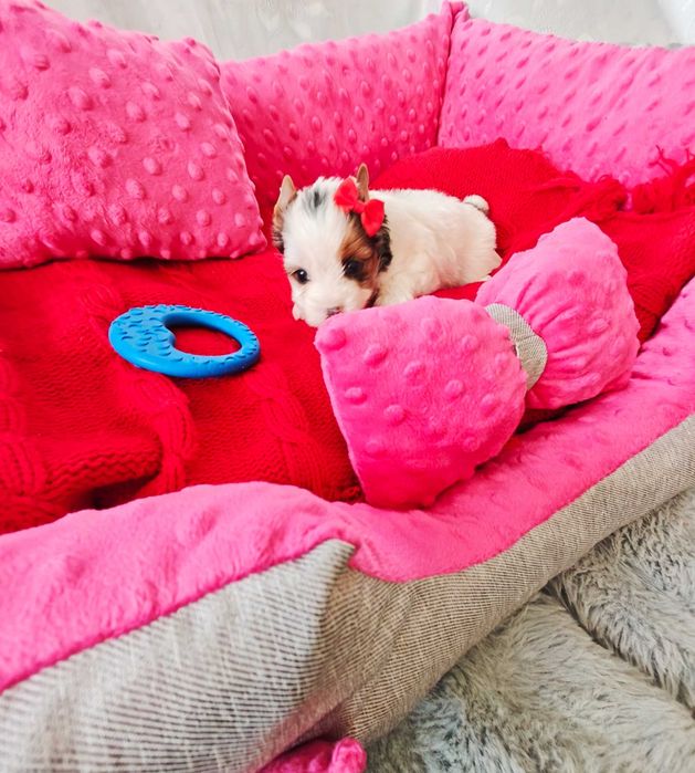 York śliczna suczka miniaturka Yorshire terrier o unikatowym umaszczeniu