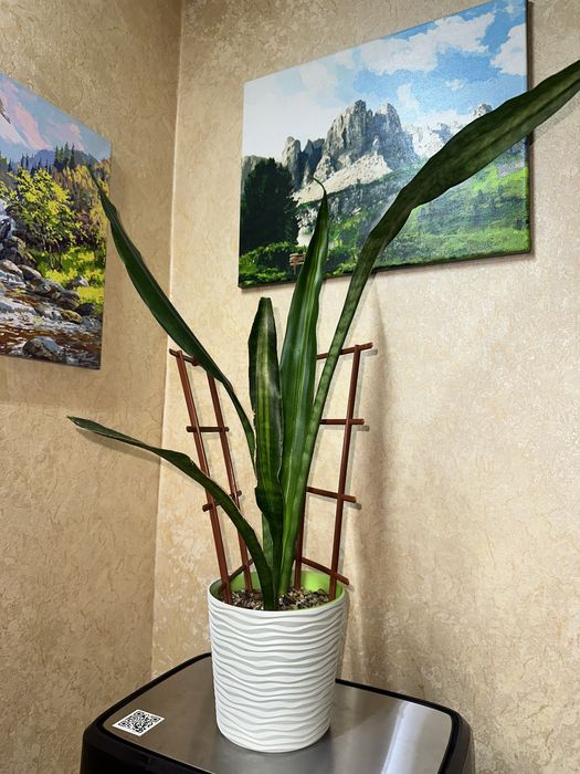 Сансевієрія  Bob smile аубрутіана айо