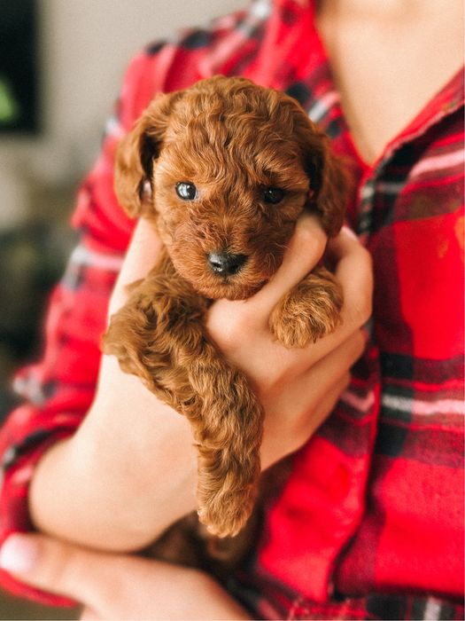 Доступний до бронювання той-пудель,хлопчик