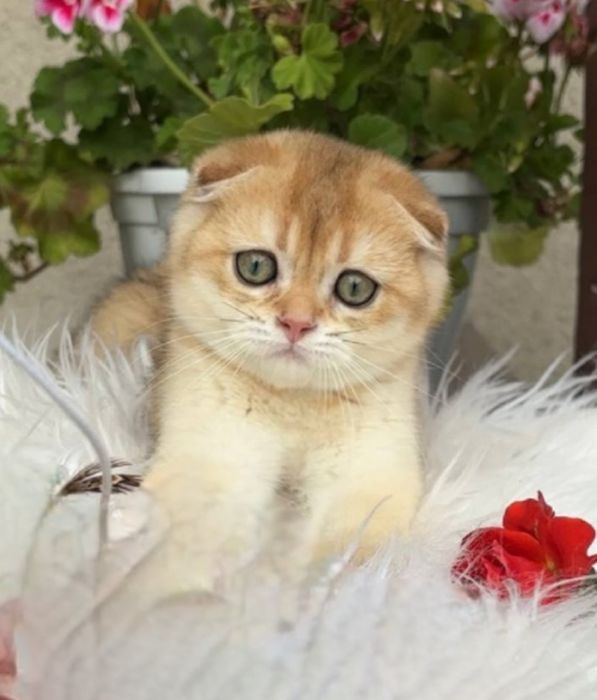 Шотландський хлопчик золота шиншила ny12