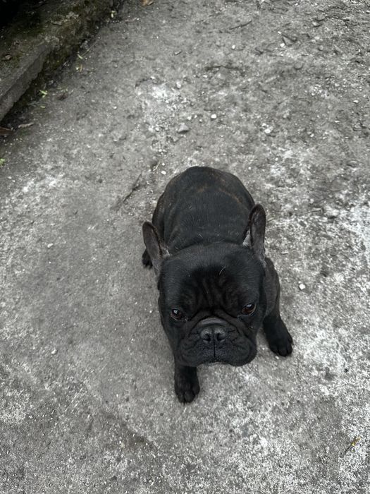 Безкоштовно,в добрі руки)