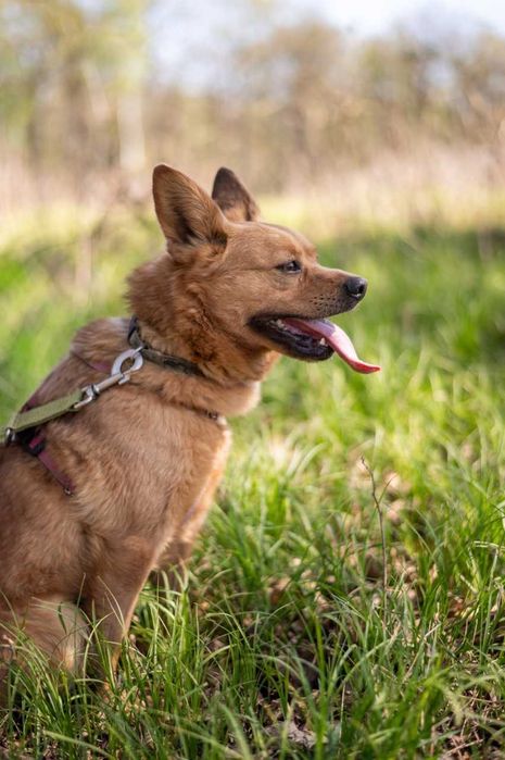 Rafi śliczny delikatny niewielki piesek ADOPCJA