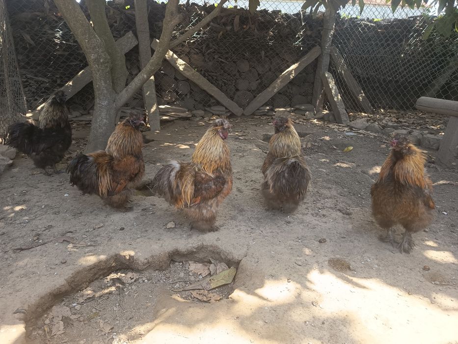 Vendo Galos Sedosos