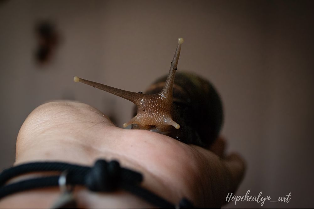 Achatina tincta tincta congo