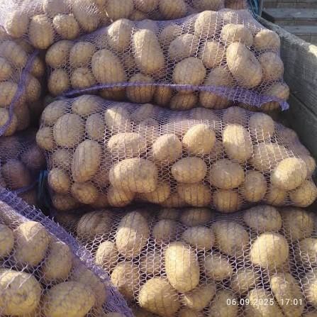 Продам велику картоплю, середню на їжу і дрібну тваринам на корм