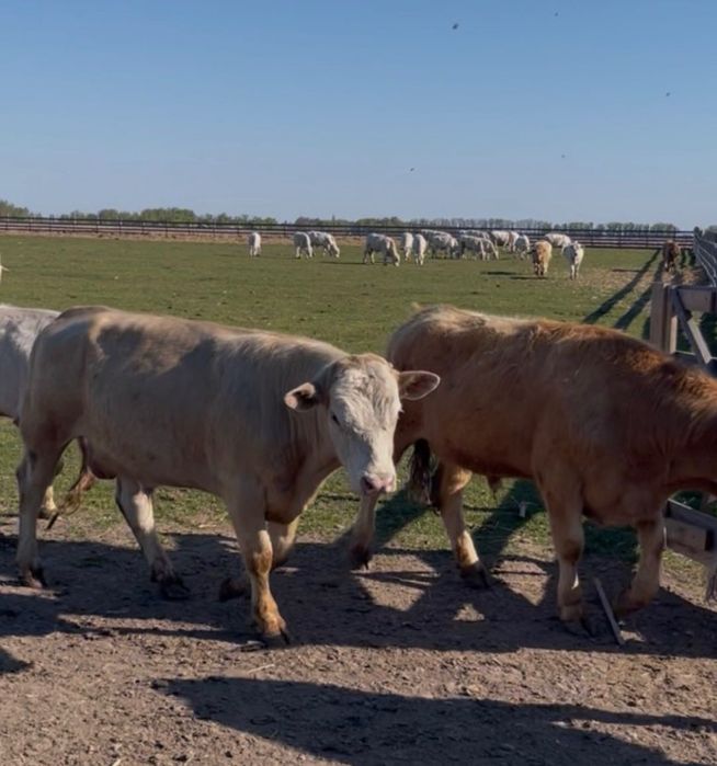Продам стадо молодняка мясної породи Лімузин та Шароле