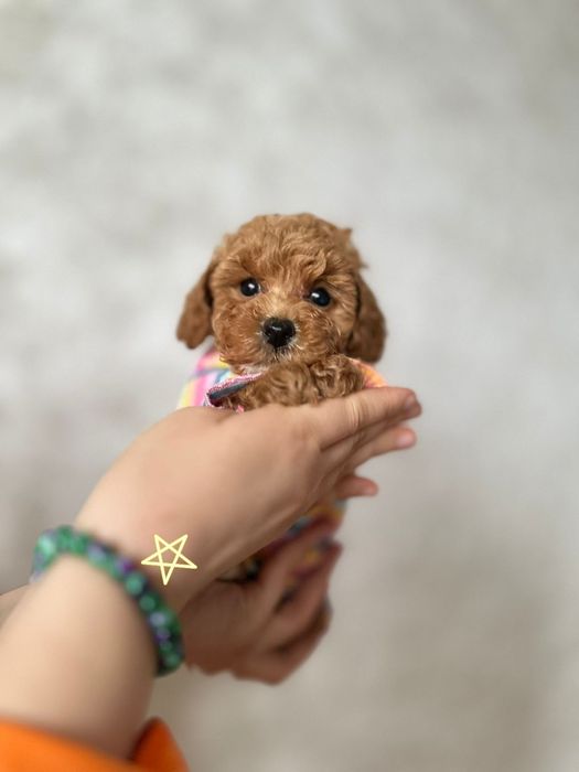 Міні  і мікро суперові в нас мальтіпу — компактний, ніжний, домашній